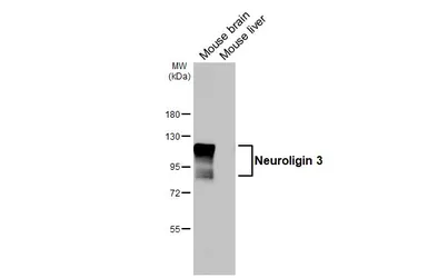 Anti-Neuroligin 3 antibody used in Western Blot (WB). GTX131085