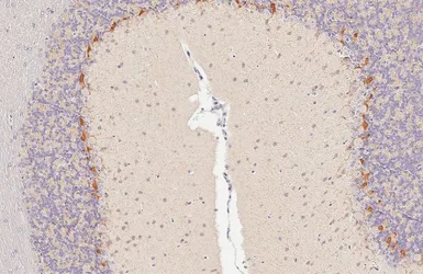 Anti-HCN1 antibody used in IHC (Paraffin sections) (IHC-P). GTX131334