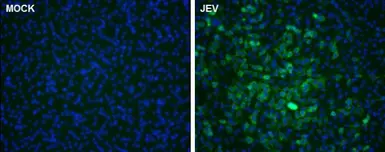 Anti-Japanese encephalitis virus NS5 antibody used in Immunocytochemistry/ Immunofluorescence (ICC/IF). GTX131360