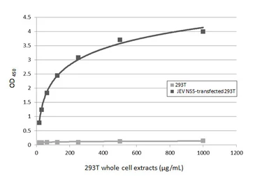 Anti-Japanese encephalitis virus NS5 antibody used in ELISA (ELISA). GTX131360