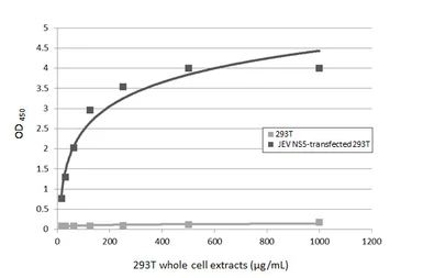 Anti-Japanese encephalitis virus NS5 antibody used in ELISA (ELISA). GTX131360