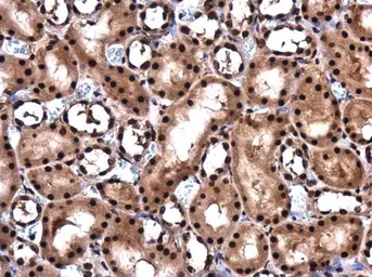 Anti-RBM8A antibody used in IHC (Paraffin sections) (IHC-P). GTX131387