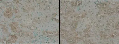 Anti-TNIK antibody used in IHC (Paraffin sections) (IHC-P). GTX13141