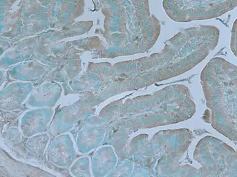 Anti-TNIK antibody used in IHC (Paraffin sections) (IHC-P). GTX13141