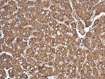 Anti-EIF2C2 antibody used in IHC (Paraffin sections) (IHC-P). GTX131422