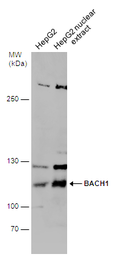 Anti-BACH1 antibody used in Western Blot (WB). GTX131429