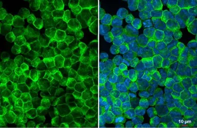 Anti-CD169 antibody used in Immunocytochemistry/ Immunofluorescence (ICC/IF). GTX131703