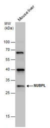 Anti-Nucleotide binding protein like antibody used in Western Blot (WB). GTX131851