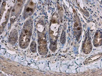 Anti-Pyruvate Carboxylase antibody used in IHC (Paraffin sections) (IHC-P). GTX132002