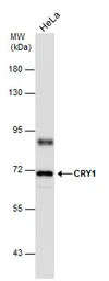 Anti-CRY1 antibody used in Western Blot (WB). GTX132177