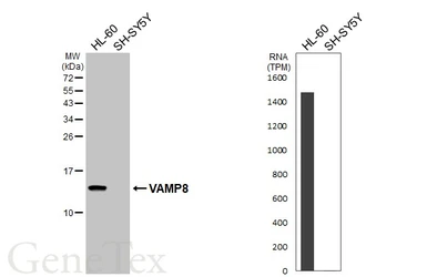 Anti-VAMP8 antibody used in Western Blot (WB). GTX132181