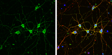 Anti-PHD2 antibody used in Immunocytochemistry/ Immunofluorescence (ICC/IF). GTX132293