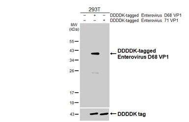 Anti-Enterovirus D68 VP1 antibody used in Western Blot (WB). GTX132312