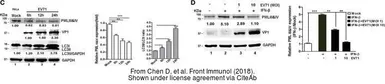 Anti-Enterovirus 71 VP1 antibody used in Western Blot (WB). GTX132338