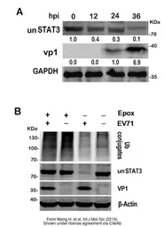 Anti-Enterovirus 71 VP1 antibody used in Western Blot (WB). GTX132338