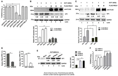 Anti-Enterovirus 71 VP1 antibody used in Western Blot (WB). GTX132338