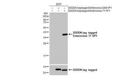 Anti-Enterovirus 71 VP1 antibody used in Western Blot (WB). GTX132338