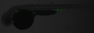 Anti-Lyz antibody used in IHC (Whole mount) (IHC-Wm). GTX132379