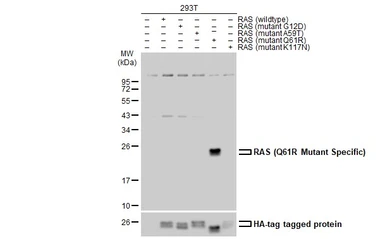 Anti-RAS (Q61R Mutant) antibody used in Western Blot (WB). GTX132405