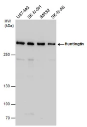 Anti-Huntingtin antibody used in Western Blot (WB). GTX132433