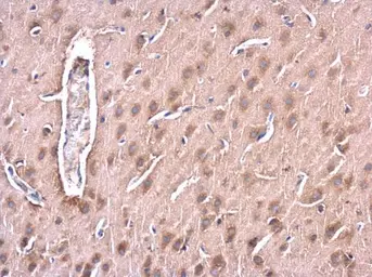 Anti-Huntingtin antibody used in IHC (Paraffin sections) (IHC-P). GTX132433