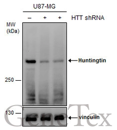 Anti-Huntingtin antibody used in Western Blot (WB). GTX132433