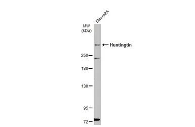 Anti-Huntingtin antibody used in Western Blot (WB). GTX132433