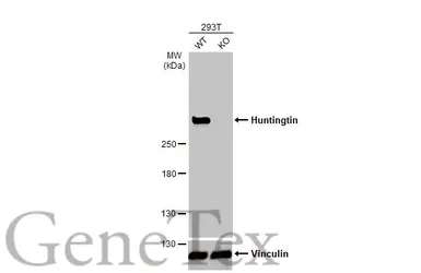 Anti-Huntingtin antibody used in Western Blot (WB). GTX132433