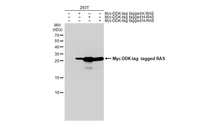 Anti-RAS antibody used in Western Blot (WB). GTX132480