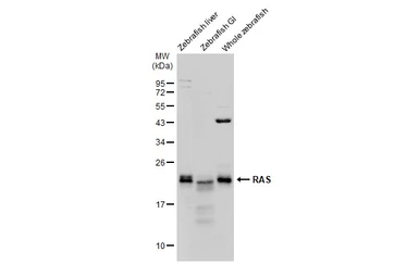 Anti-RAS antibody used in Western Blot (WB). GTX132480