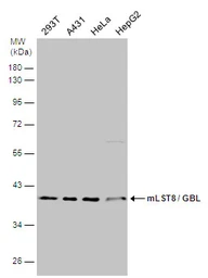 Anti-mLST8 / GBL antibody used in Western Blot (WB). GTX132580