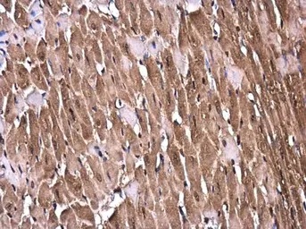 Anti-mLST8 / GBL antibody used in IHC (Paraffin sections) (IHC-P). GTX132580