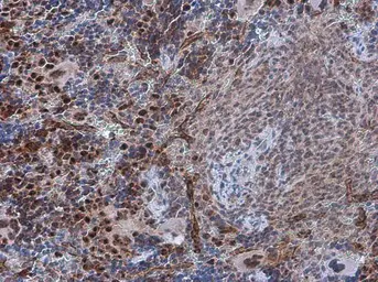 Anti-PDCD4 (phospho Ser457) antibody used in IHC (Paraffin sections) (IHC-P). GTX132798