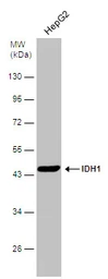 Anti-IDH1 antibody used in Western Blot (WB). GTX133076
