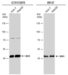Anti-IDH1 antibody used in Western Blot (WB). GTX133076