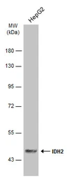 Anti-IDH2 antibody used in Western Blot (WB). GTX133078