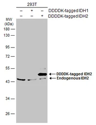 Anti-IDH2 antibody used in Western Blot (WB). GTX133078