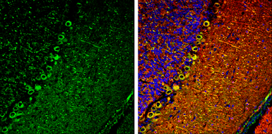Anti-IP3 Receptor I antibody used in IHC (Frozen sections) (IHC-Fr). GTX133104
