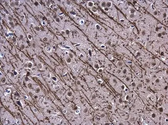 Anti-Myelin basic protein antibody used in IHC (Paraffin sections) (IHC-P). GTX133108