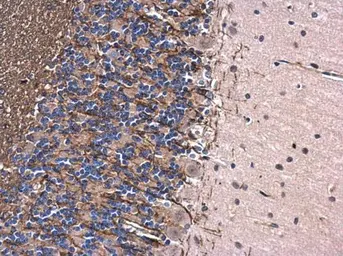 Anti-Myelin basic protein antibody used in IHC (Paraffin sections) (IHC-P). GTX133108