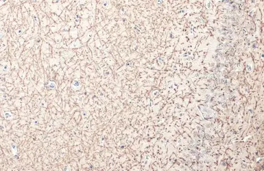 Anti-Myelin basic protein antibody used in IHC (Paraffin sections) (IHC-P). GTX133108