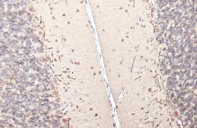 Anti-Myelin basic protein antibody used in IHC (Paraffin sections) (IHC-P). GTX133108