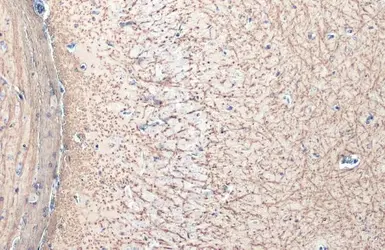 Anti-Myelin basic protein antibody used in IHC (Paraffin sections) (IHC-P). GTX133108