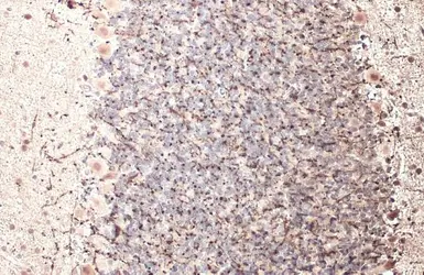 Anti-Myelin basic protein antibody used in IHC (Paraffin sections) (IHC-P). GTX133108