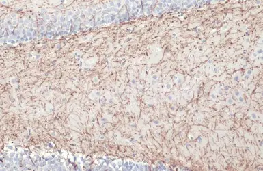 Anti-Myelin basic protein antibody used in IHC (Paraffin sections) (IHC-P). GTX133108