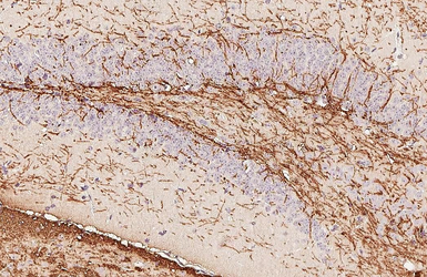 Anti-Myelin basic protein antibody used in IHC (Paraffin sections) (IHC-P). GTX133108
