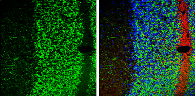 Anti-MAP2 antibody used in IHC (Frozen sections) (IHC-Fr). GTX133109