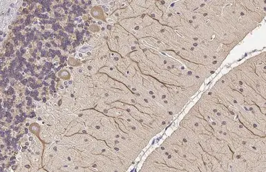 Anti-MAP2 antibody used in IHC (Paraffin sections) (IHC-P). GTX133109