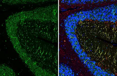 Anti-MAP2 antibody used in IHC (Paraffin sections) (IHC-P). GTX133109