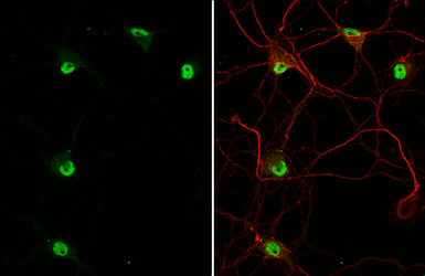 Anti-NeuN antibody used in Immunocytochemistry/ Immunofluorescence (ICC/IF). GTX133127